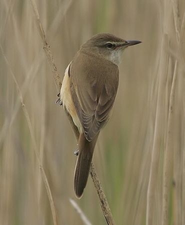 Great Reed Warbler
