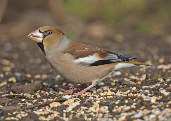 Hawfinch