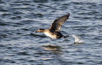 Surf Scoter