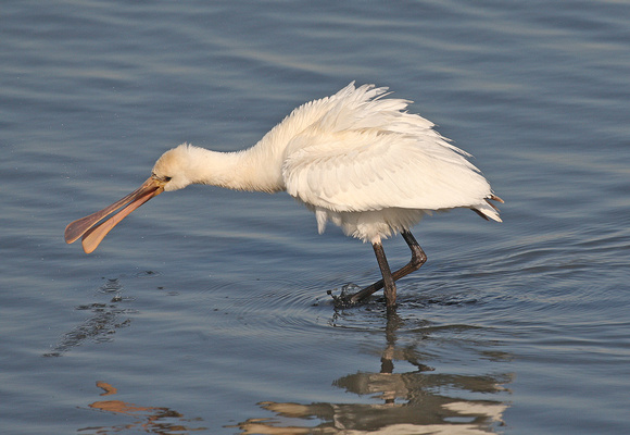 Spoonbill