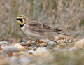 Larks,Pipits & Twite