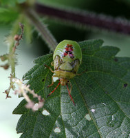 Birch Shieldbug