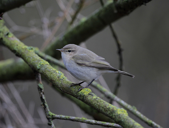 Siberian Chiffchaff