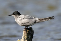 Terns