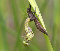 Southern Hawker