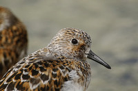 Sanderling