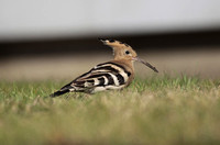 Hoopoe (Warks 2021)