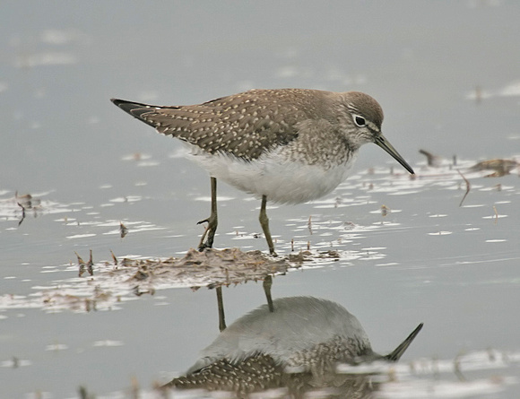 Solitary Sandpiper
