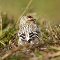 Hornemann's Arctic Redpoll