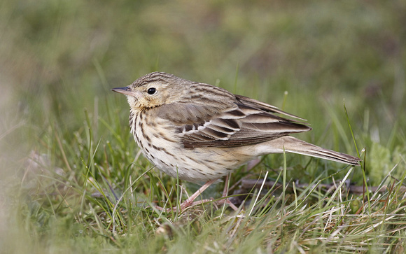 Tree Pipit
