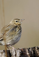 Tree Pipit