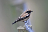 Desert Wheatear