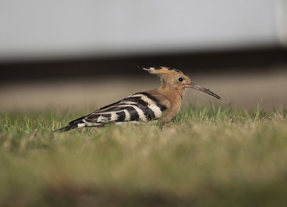 Hoopoe (Warks 2021)