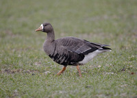 Greenland White-fronted Goose