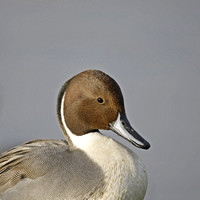 Pintail