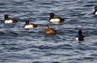 Surf Scoter