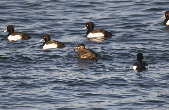 Surf Scoter