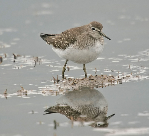 Solitary Sandpiper