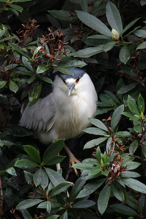 Night Heron