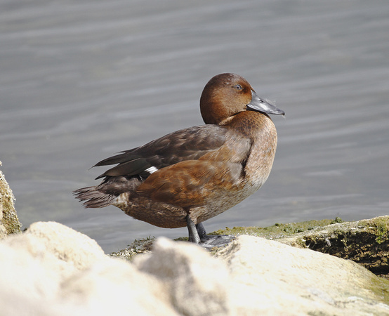 Ferruginous Duck