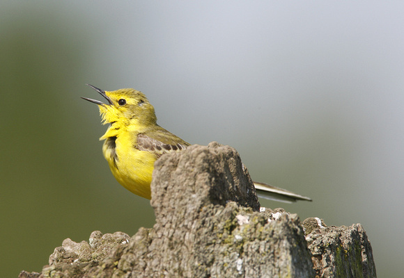 Yellow Wagtail
