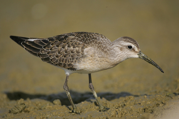 Curlew Sandpiper