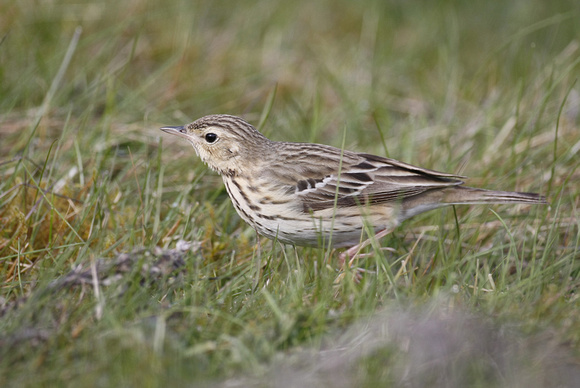 Tree Pipit