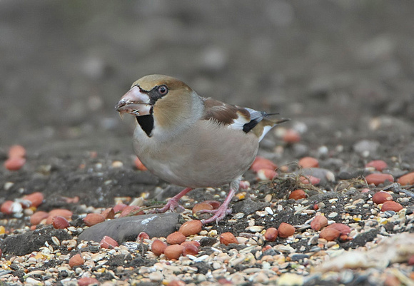 Hawfinch
