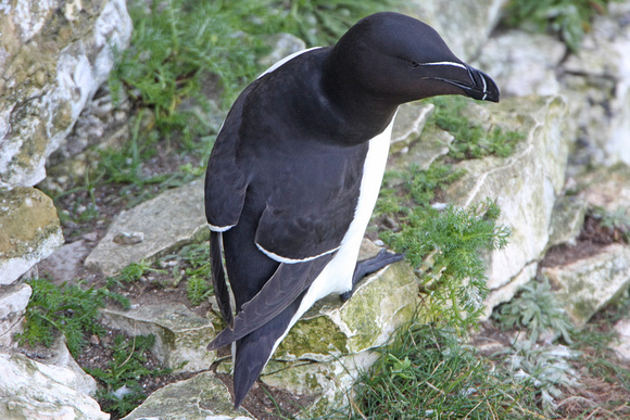 Razorbill