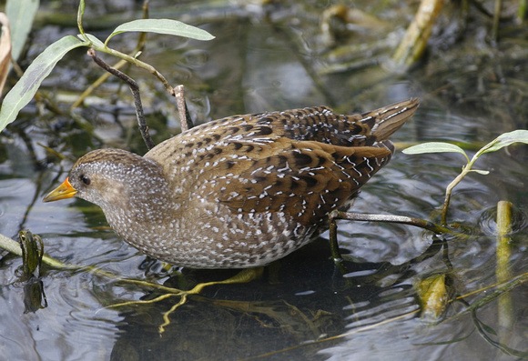 Spotted Crake