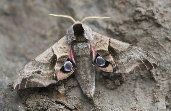 Eyed Hawkmoth