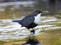 Black-bellied Dipper