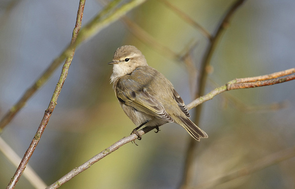 Siberian Chiffchaff