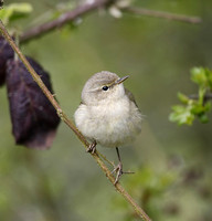 Common Chiffchaff