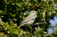 Icterine Warbler