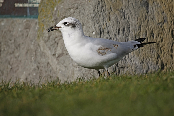 Mediterranean Gull