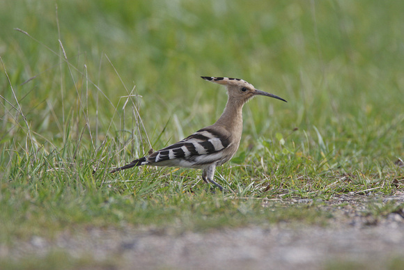 Hoopoe