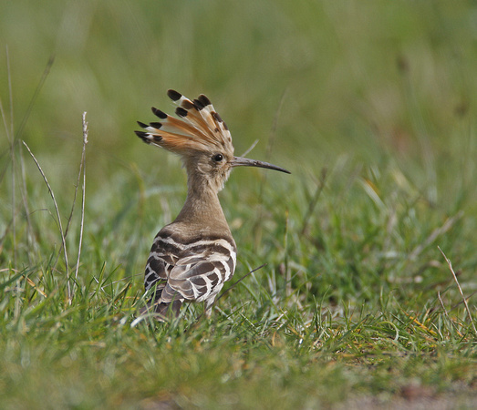 Hoopoe