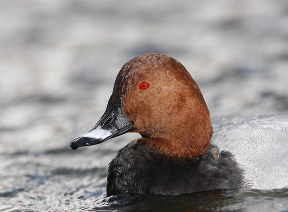 Pochard