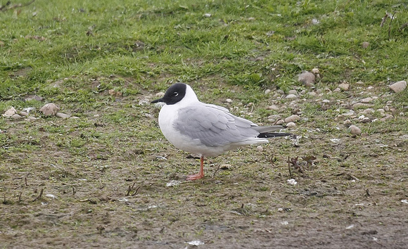Bonaparte's Gull
