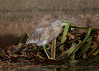 Squacco Heron 6/11/11