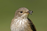 Spotted Flycatcher 2012