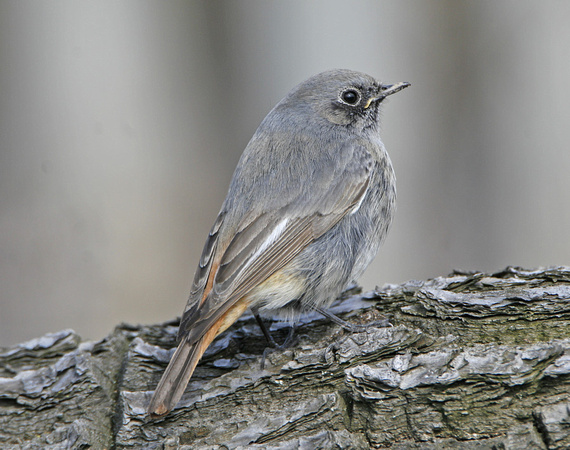 Black Redstart