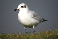 Mediterranean Gull