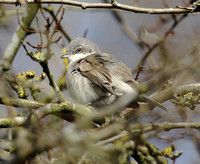 Lesser Whitethroat (Blythi sub-species?)