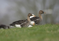 Tundra & Taiga Bean Geese