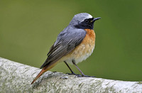 Common Redstart