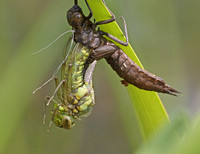 Southern Hawker