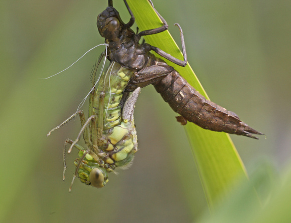 Southern Hawker