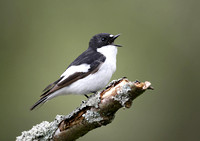 Pied Flycatcher 2013